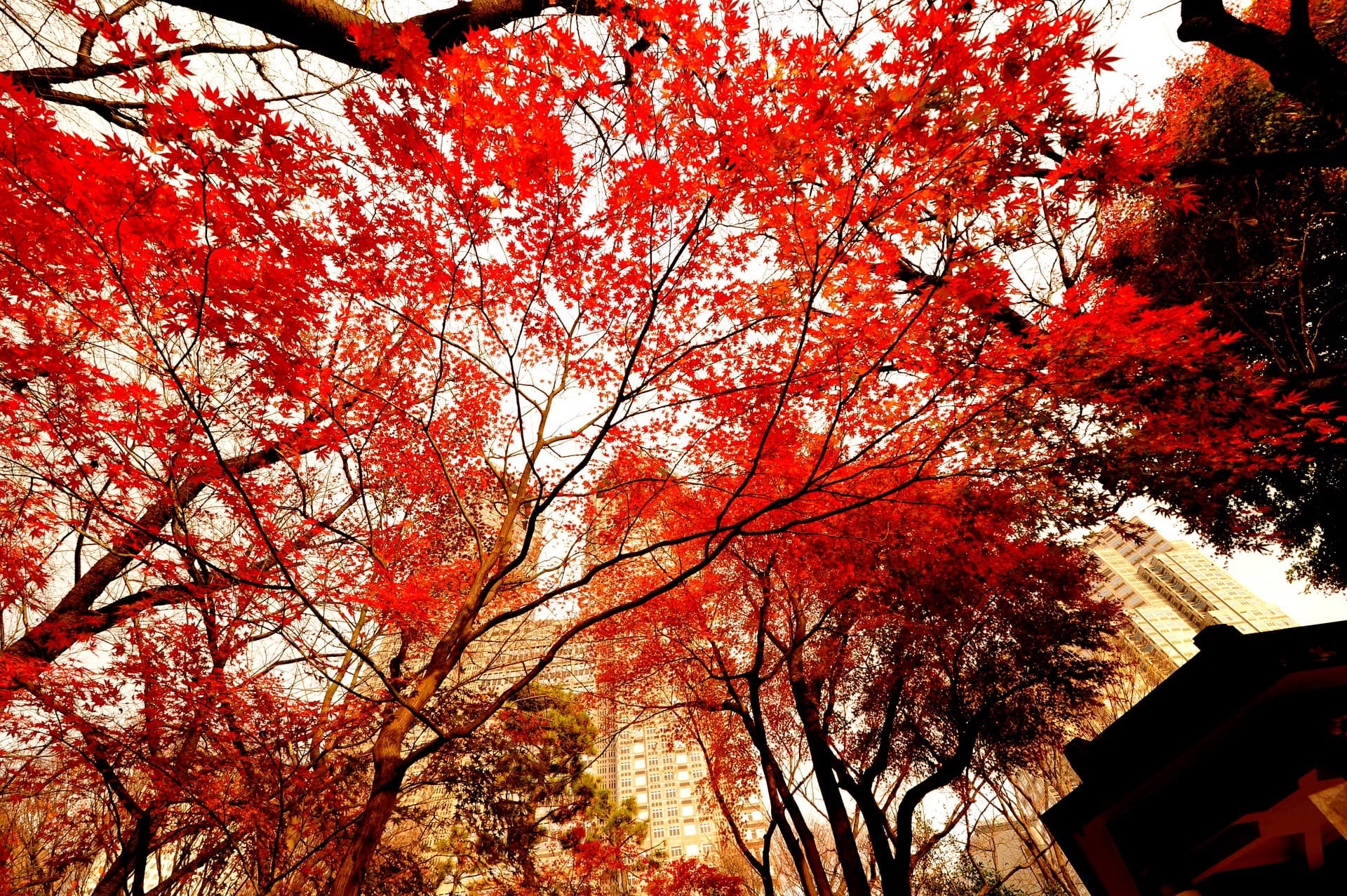 I consigli di Frederic Guene per visitare Tokyo