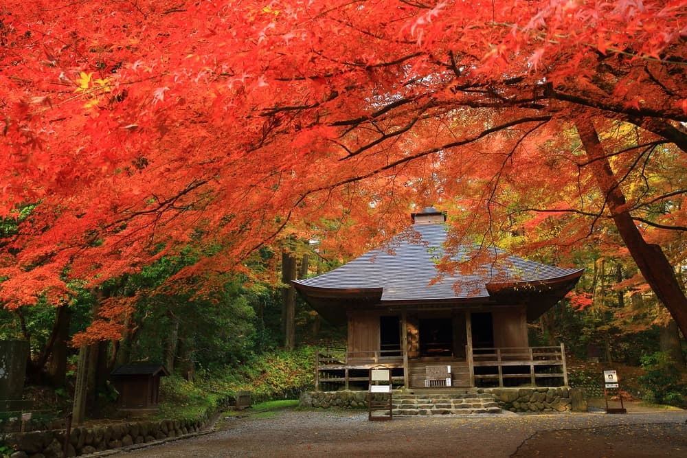 hiraizumi 5