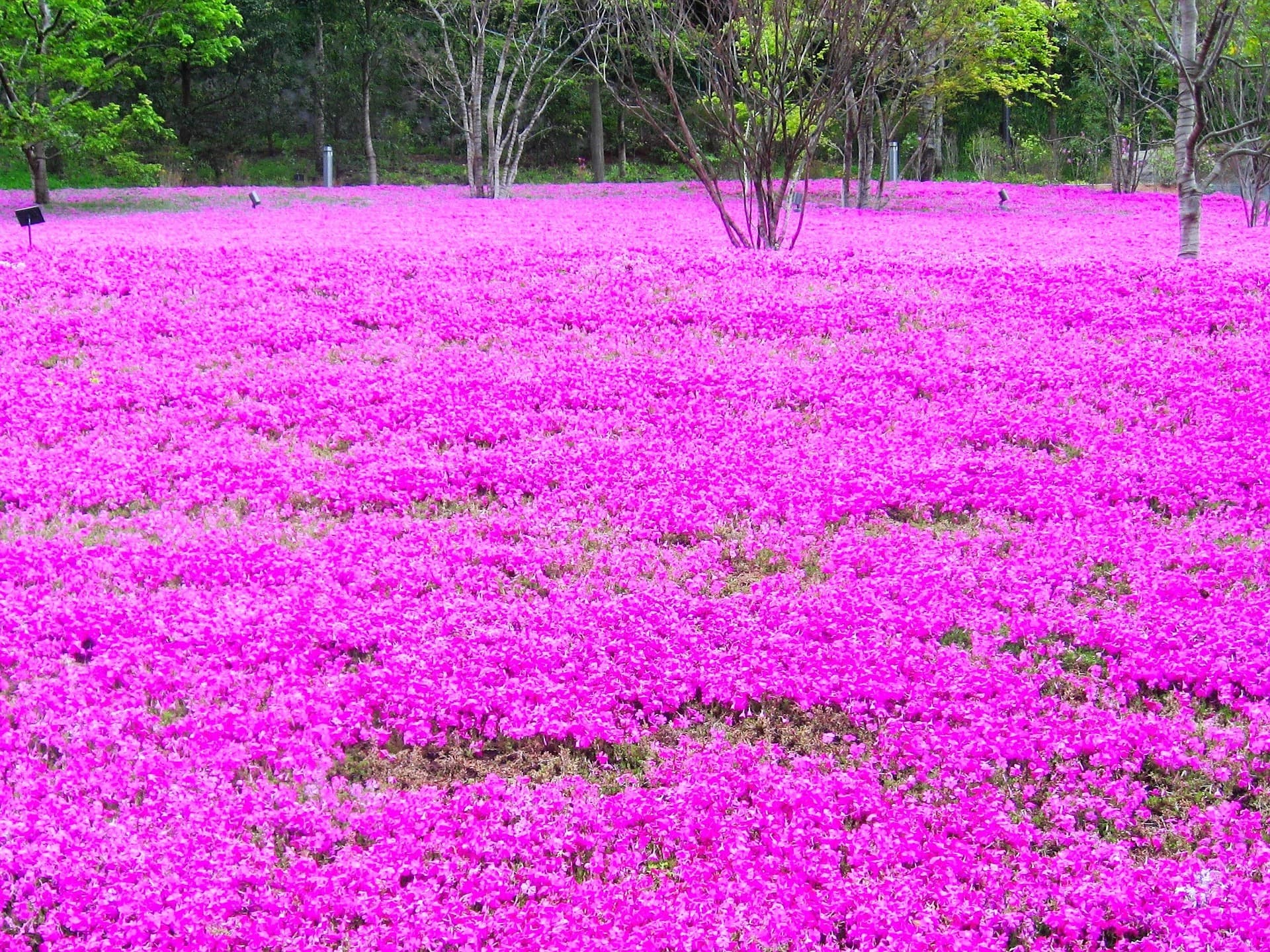 Visitare Tokyo e i suoi dintorni in meno di 15 giorni... i luoghi da vedere!