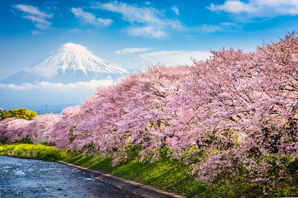 Sakura: i ciliegi in fiore del Giappone
