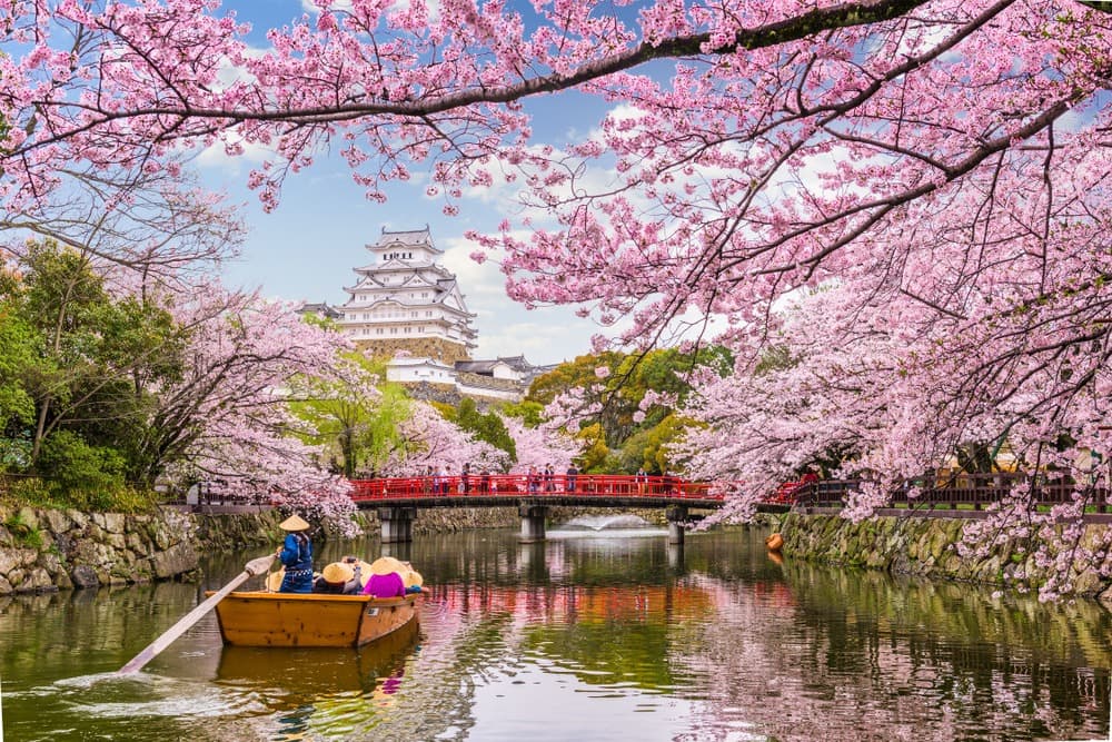 Dove e quando vedere i sakura, i famosi ciliegi in fiore in Giappone?
